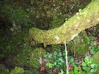 otte Scorciavacca20110306 113